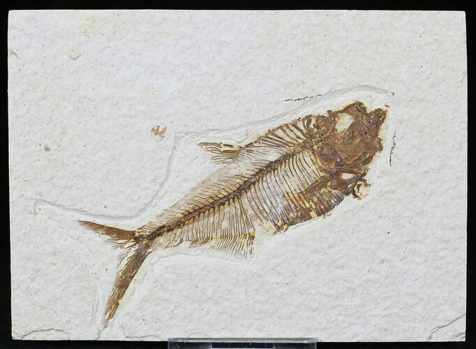 Diplomystus Fossil Fish - Wyoming #22353